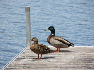 A couple of mallards on the dock.