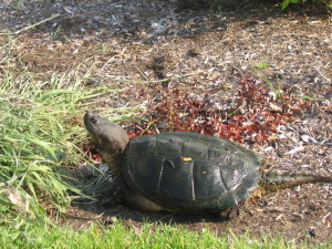 Female snapping turtle seeking a nesting site.