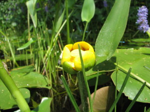 Flower Bullhead-lily
