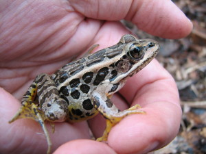 A adult frog with bright breeding colors