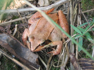 Frog Wood
