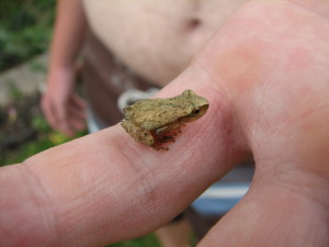 Frog peeper