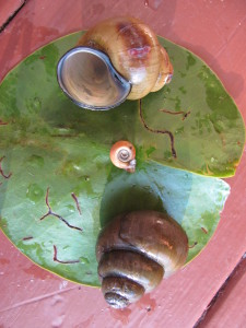 Invasive Mystery Snails