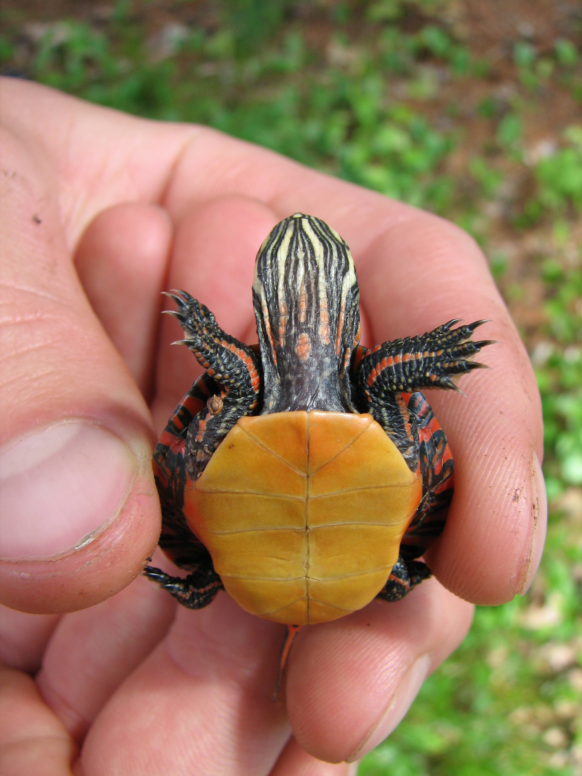 Painted Turtle Hatchling at William Derr blog