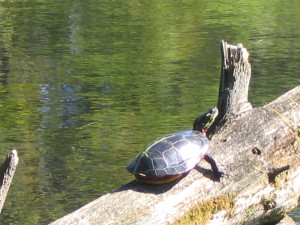 Turtle painted (2)