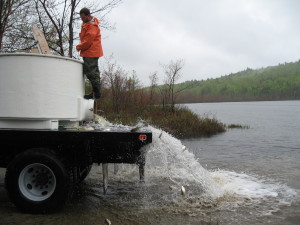 Alewives  dumping