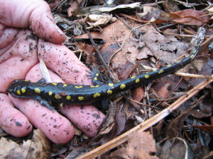 Animal Spotted Salamander