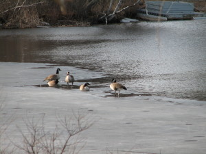 Bird Geese on the ice edge
