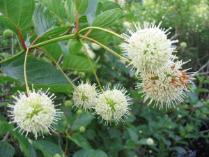 Flower  Buttonbush