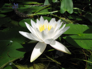 Flower Fragrant Water-lily (2)
