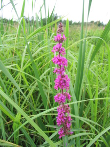 Invasive Purple Loosestrife