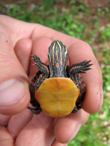 Painted Turtle hatchling