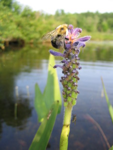 Pickerel Weed