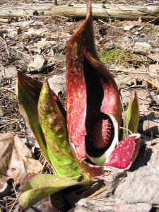 Skunk Cabbage